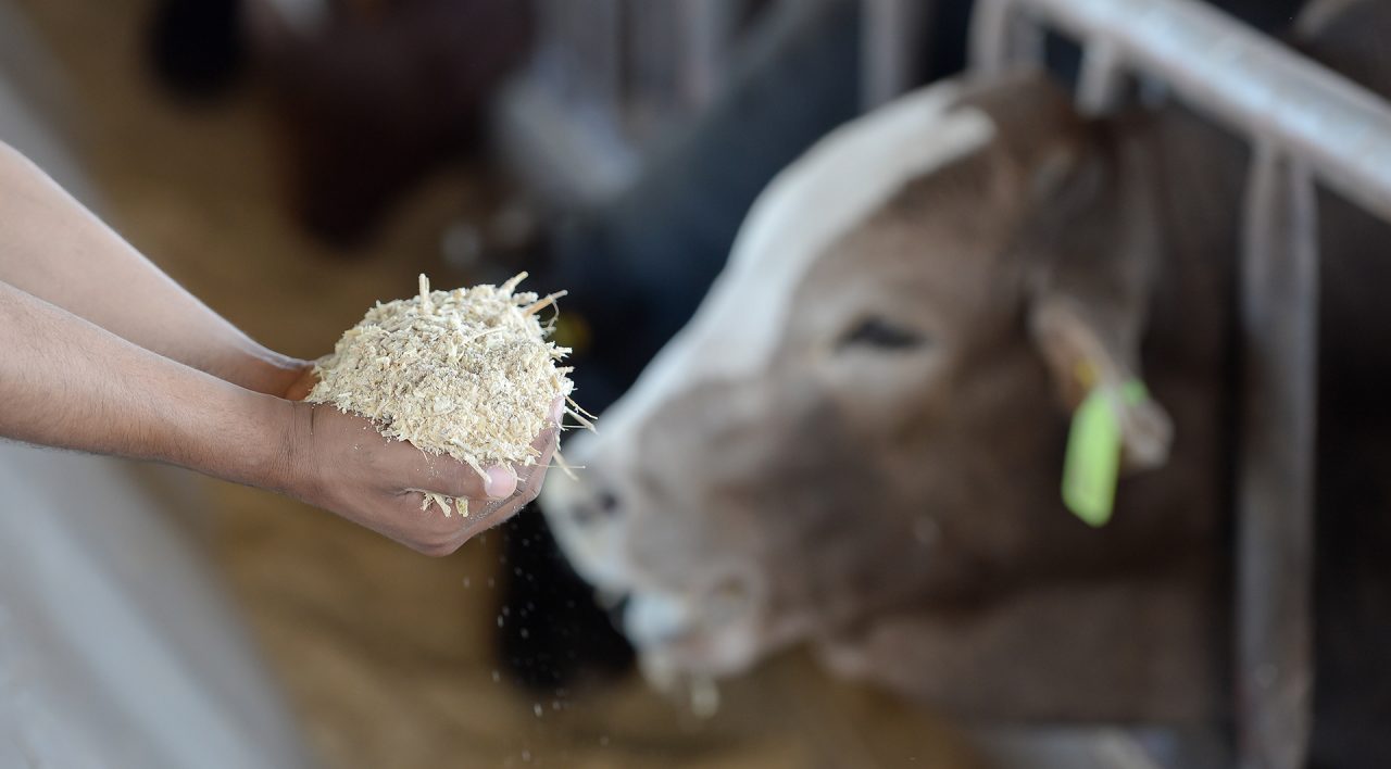 Hands feeding a cow.
